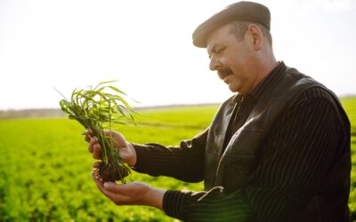 Ekonomiczne korzyści z uprawy poplonu – czy to się opłaca?